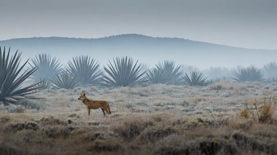 Bale Mountains: Tracking the World's Rarest Canid